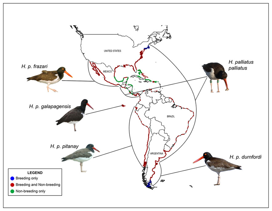 A map show the distrubution of American Oystercatcher subspecies.