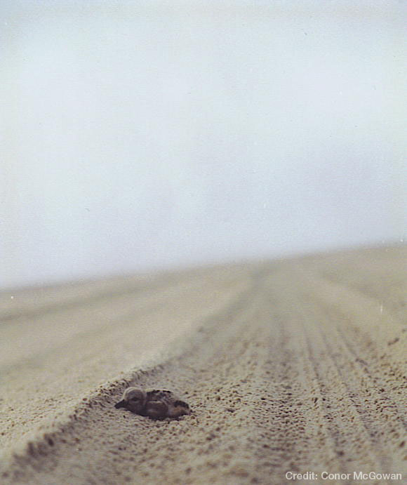 An American Oystercatcher chick sitting in the track of a vehicle in the sand.