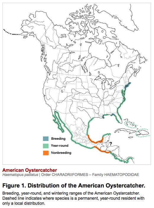 Map of American Oystercatcher distribution.