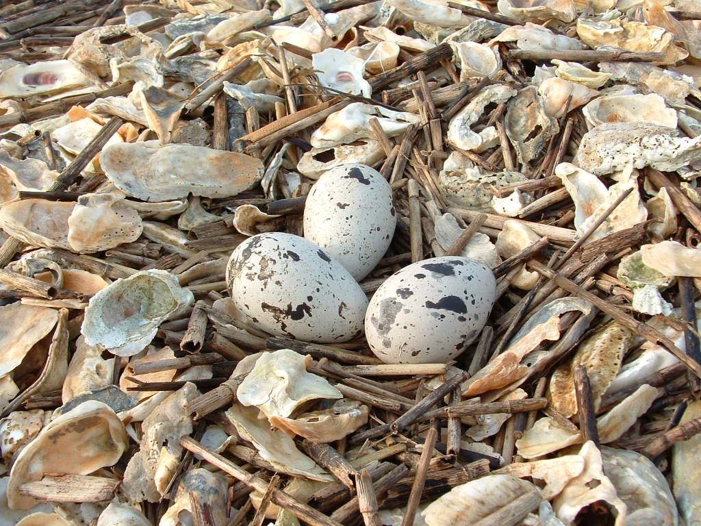 Three American Oystercatcher eggs in a nest.