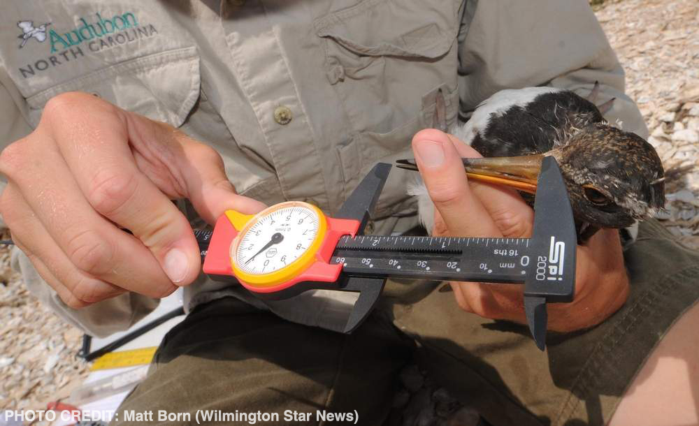 A researcher doing field measurements of an American Oystercatcher.