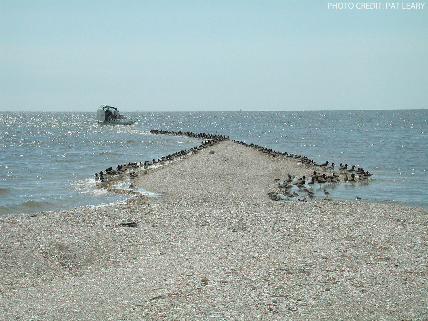 American Oystercatchers along the edges of a sandbar.