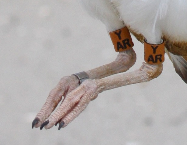 Orange bands on an American Oystercatcher's legs.