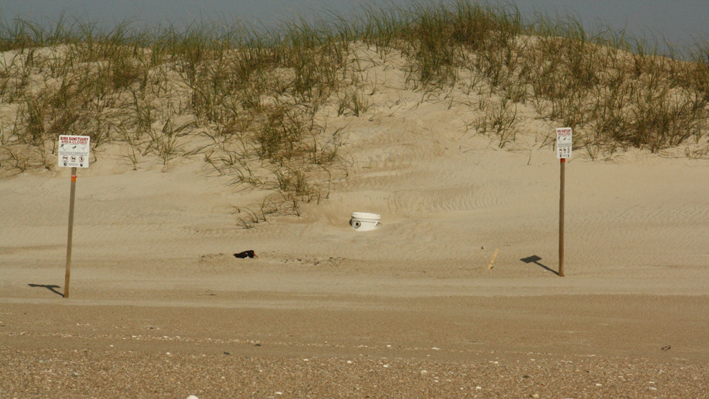 A camera placed to record an American Oystercatcher nest.