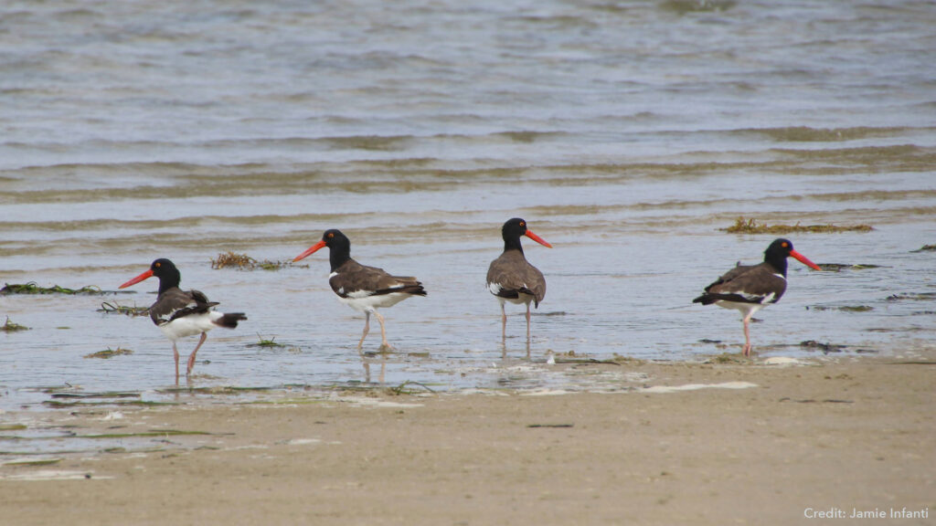 American Oystercatchers on the shore.