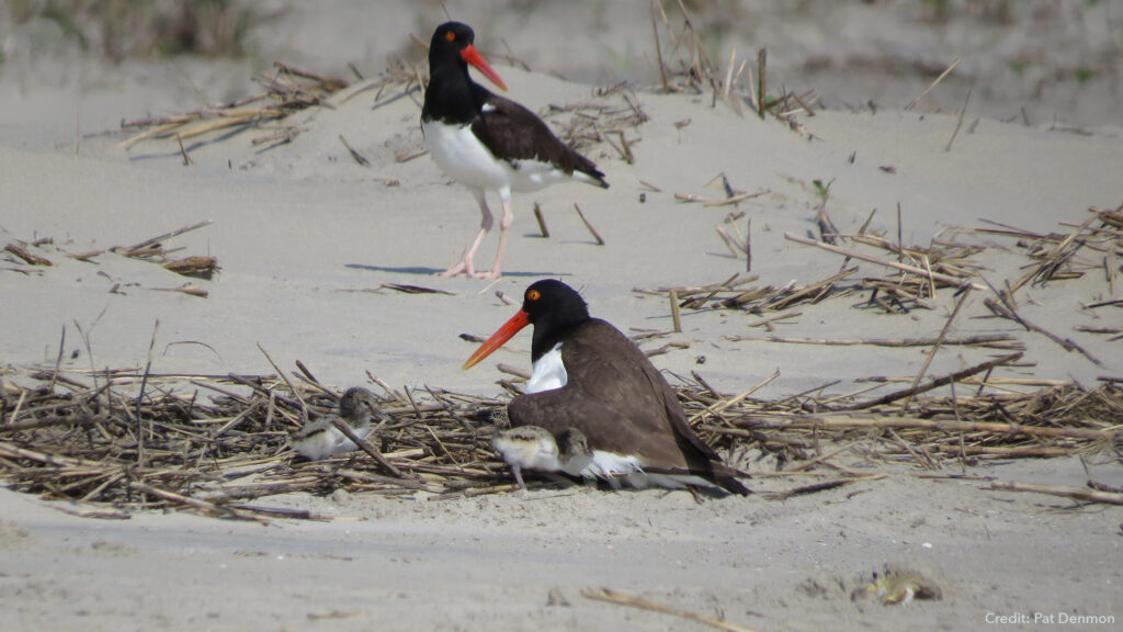 American Oystercatchers with chicks on Fisherman Island NWR.
