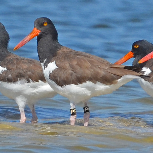 American Oystercatchers standing in water.