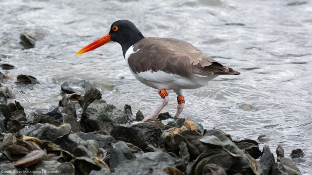 An American Oystercatcher on the Delaware coast.