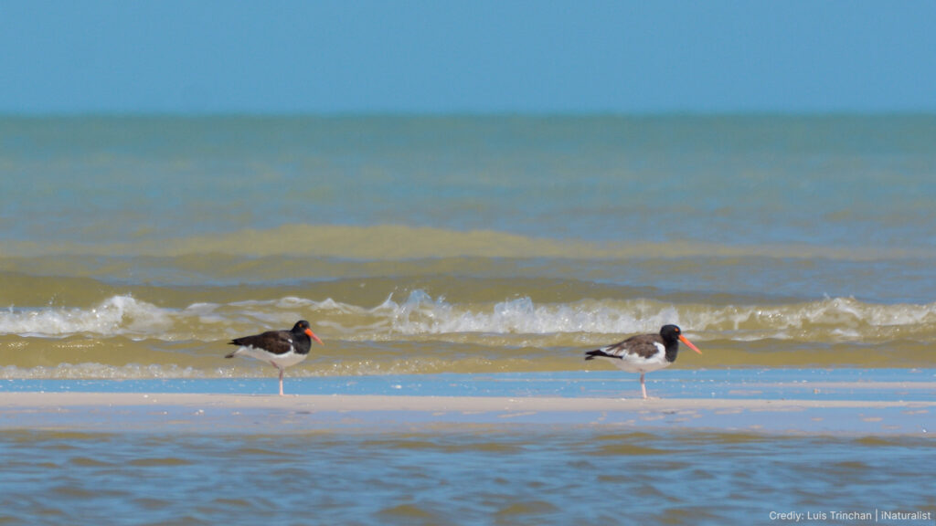 Two American Oystercatchers on the a beach in NE Mexico.