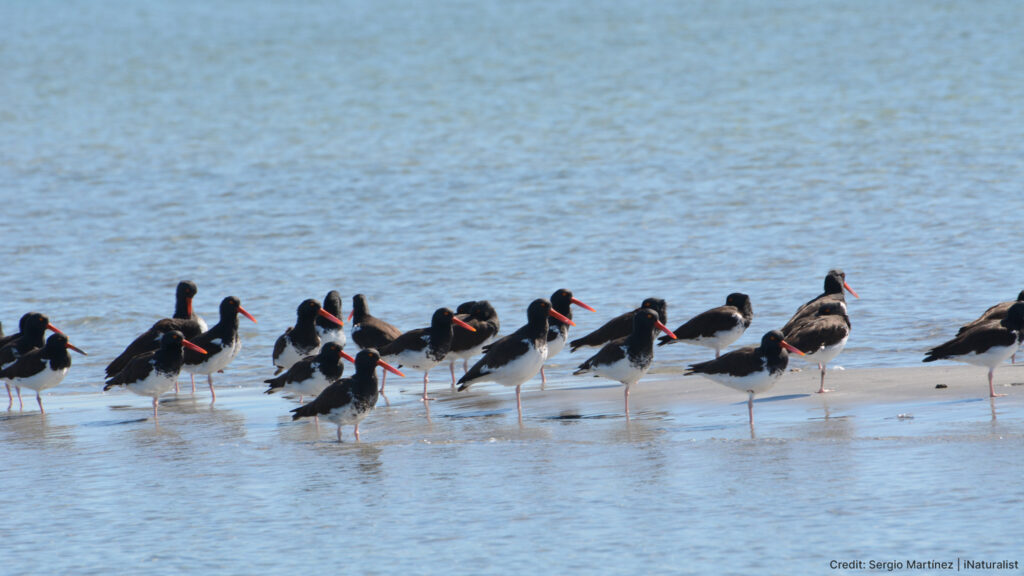 American Oystercatchers in the water on the coast of NW Mexico.
