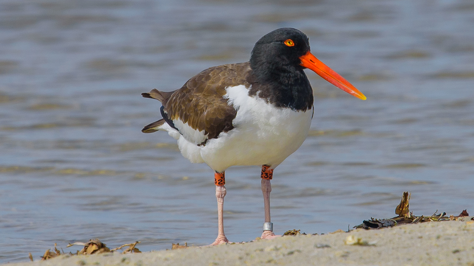 A banded American Oystercatcher on the New Jersey coast.