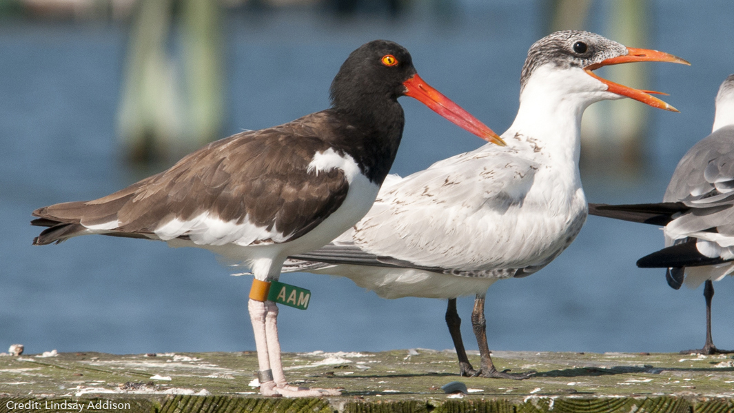An American Oystercatcher with green leg band flag AAM.