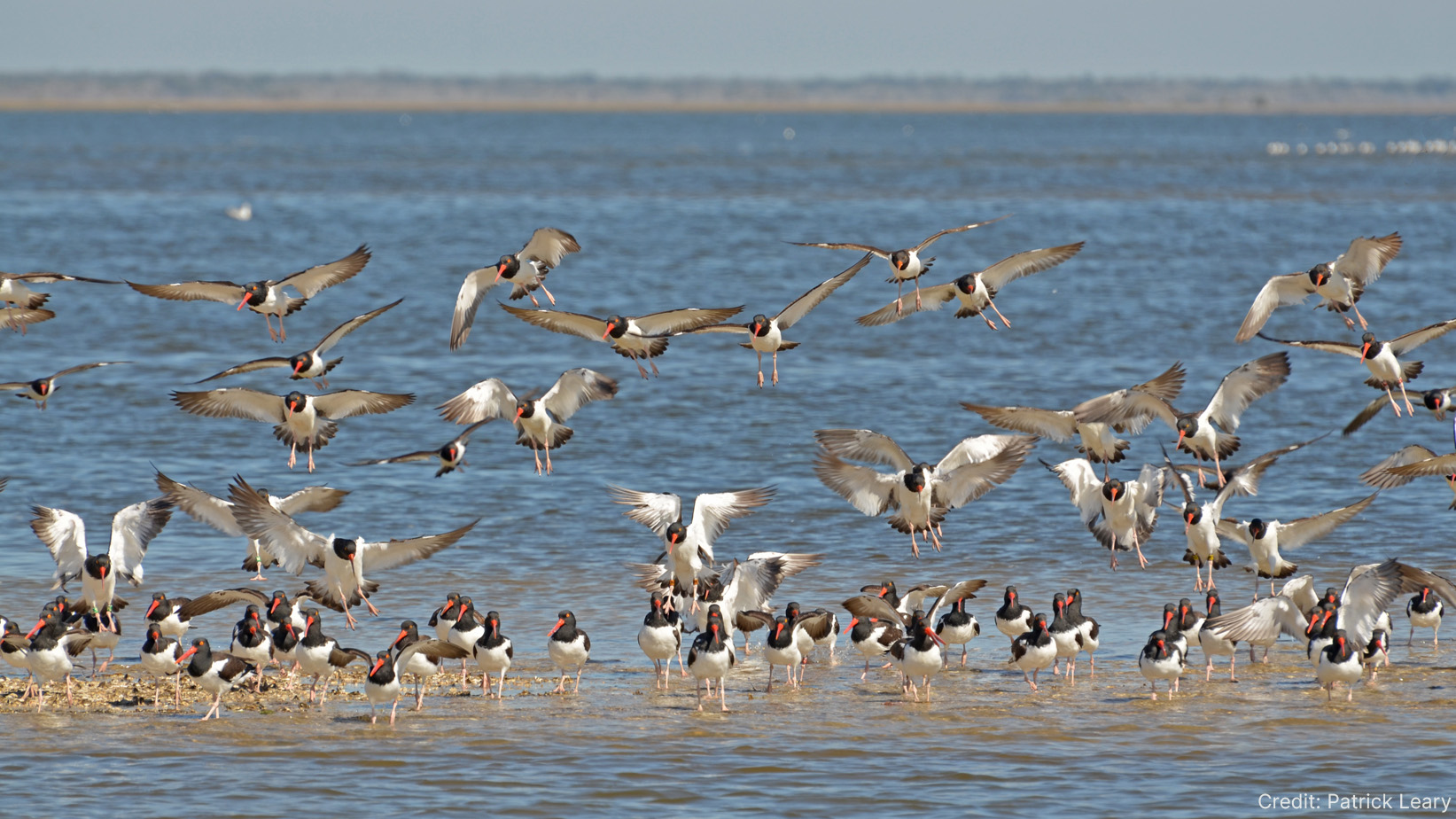 A flock of American Oystercatchers arriving on Cedar Point, Florida.
