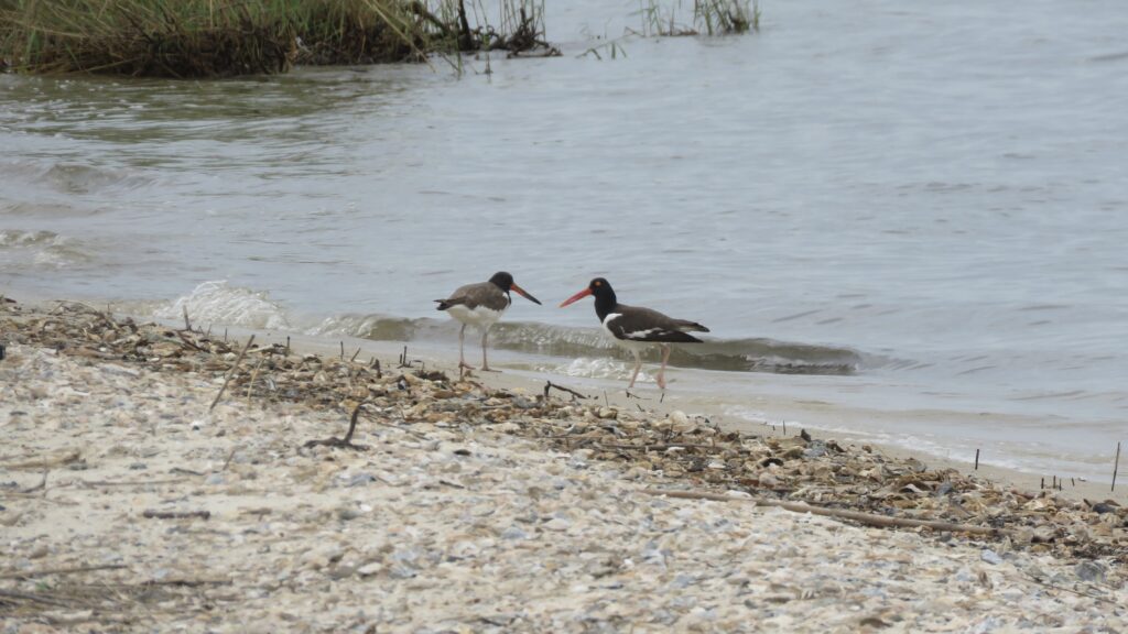 Two American Oystercatchers on the coast of Alabama.