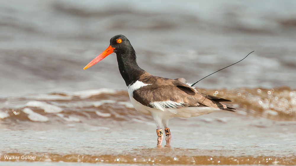 American Oystercatcher with bands and a transmitter on the beach.
