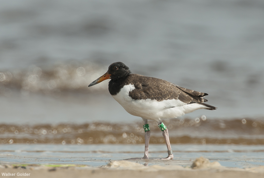 Banded American Oystercatcher.