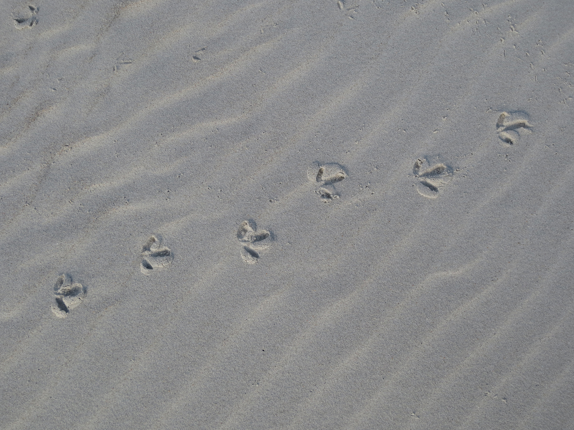 American Oystercatcher tracks in the sand.