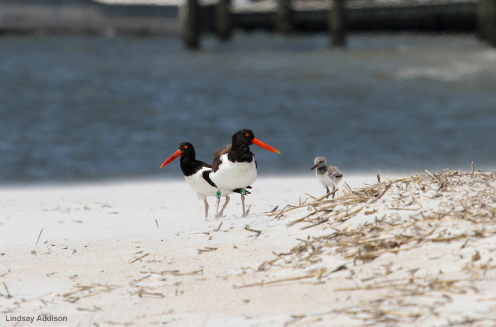 American Oystercatchers with chick.