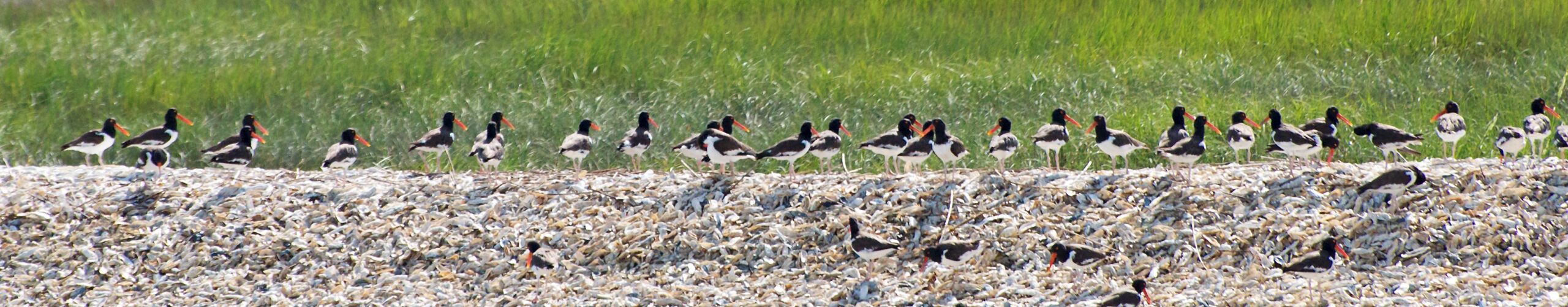 American Oystercatcher Roost Behind Dewees Island.