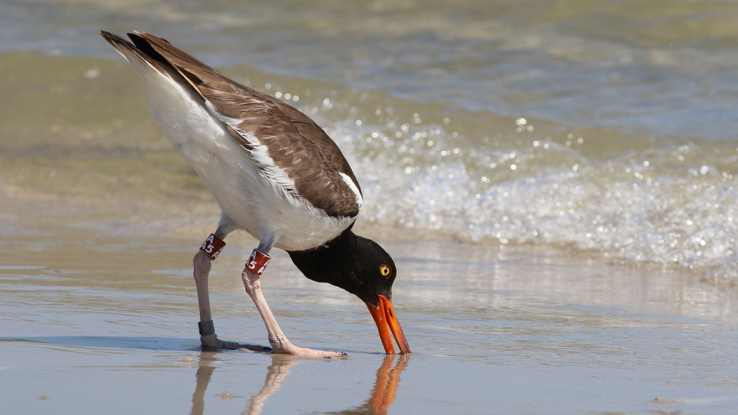 An American Oystercatcher foraging on the beach.