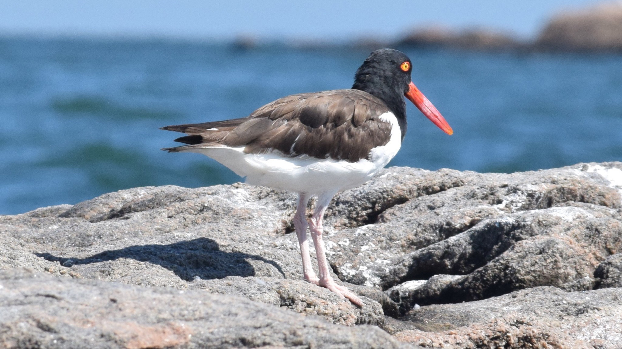 An American Oystercatcher on the Connecticut coast.