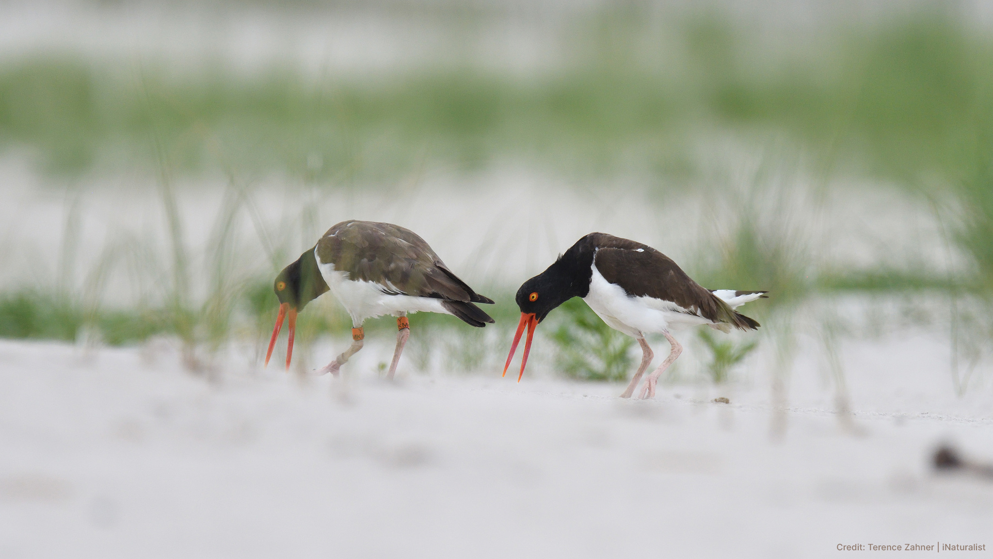 Two American Oystercatchers on the New York coast.