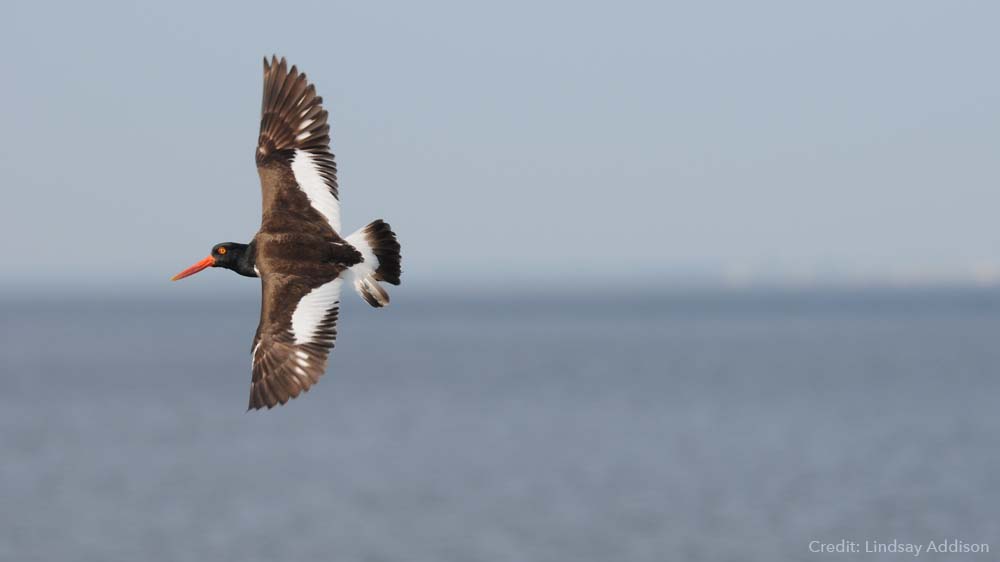 American Oystercatchers at edge of dunes.