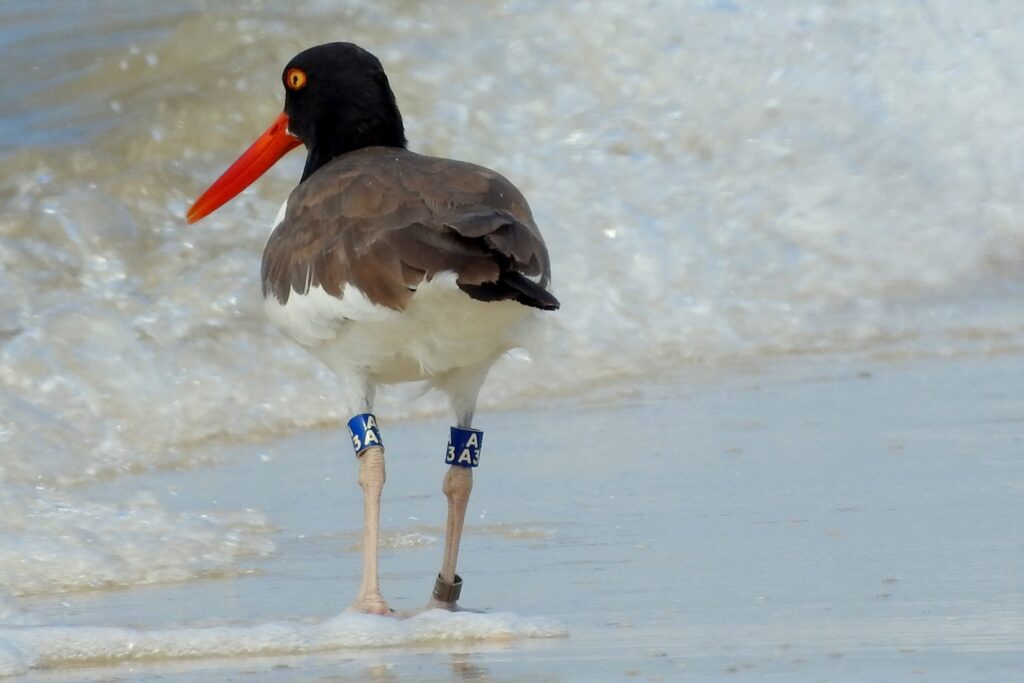 A banded American oystercatcher.