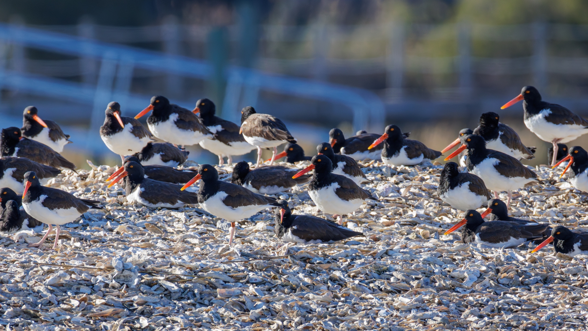 American Oystercatchers gathered near the shore.