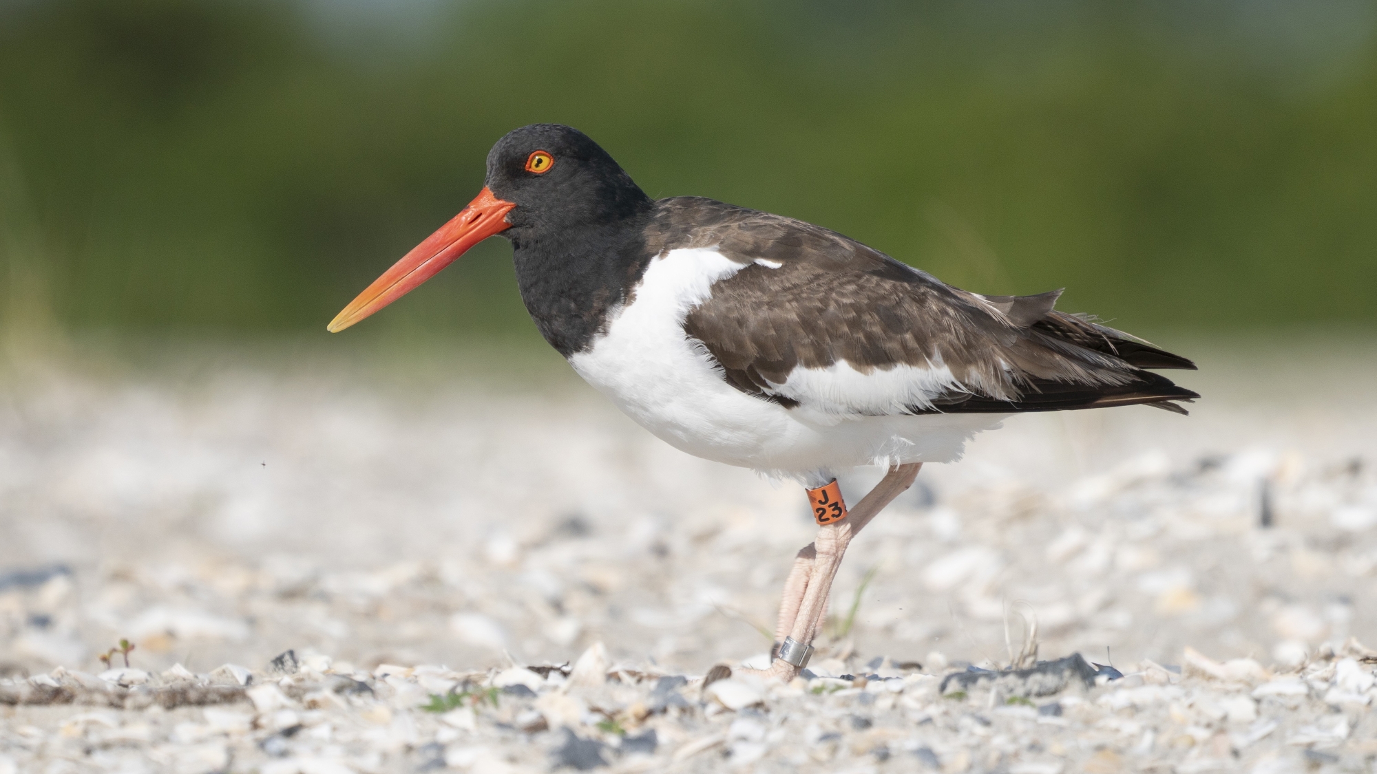 A banded American Oystercatcher.