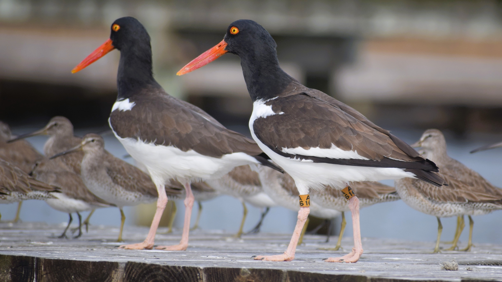A pair of American Oystercatchers on a pier with other birds.