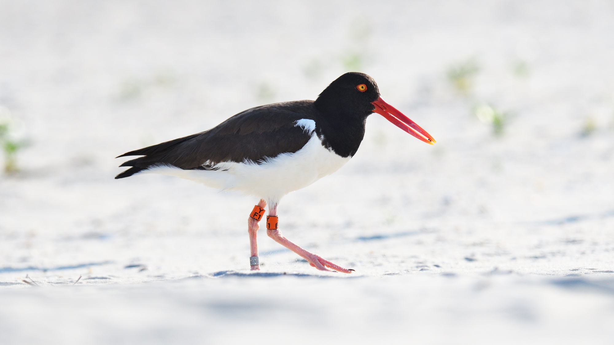 An American Oystercatcher on the beach.