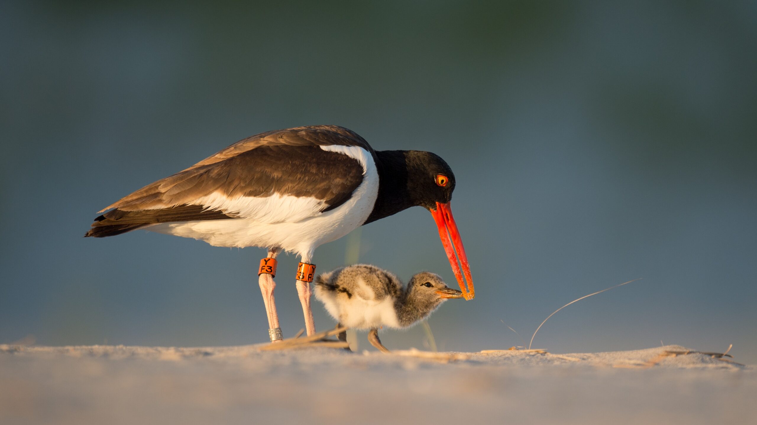 An American Oystercatcher with chick.