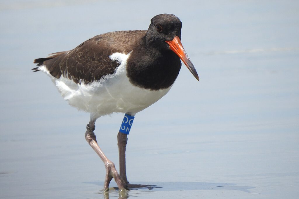 A banded American oystercatcher.