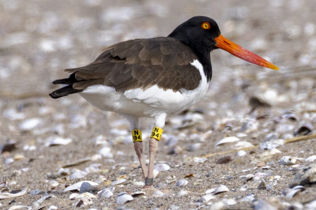 A banded American oystercatcher.