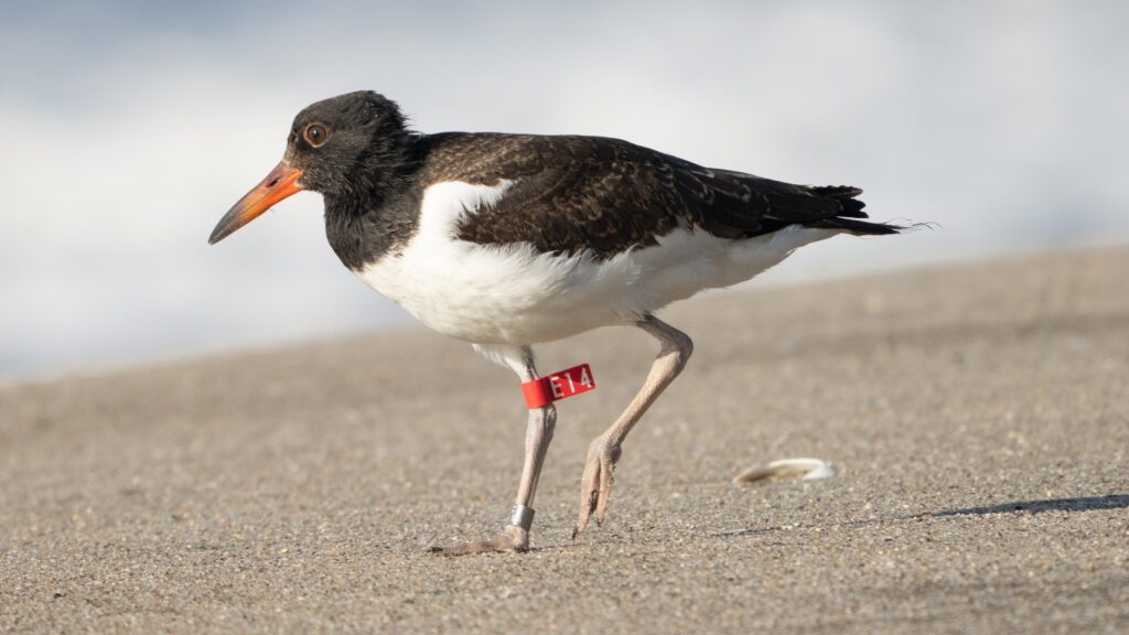 A banded American oystercatcher.