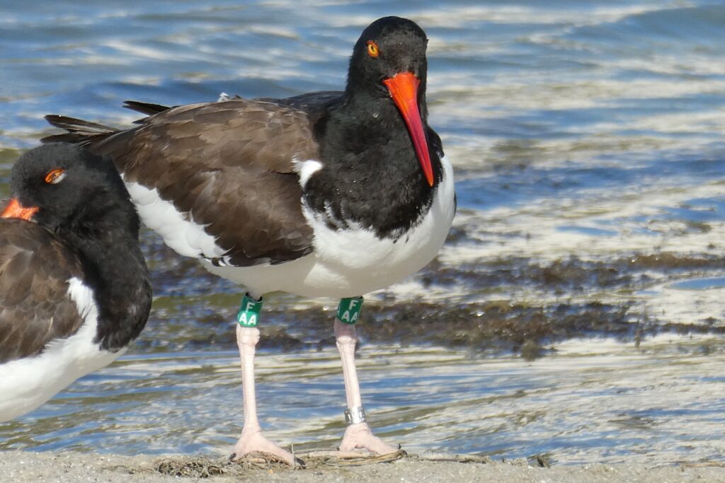 A banded American oystercatcher.