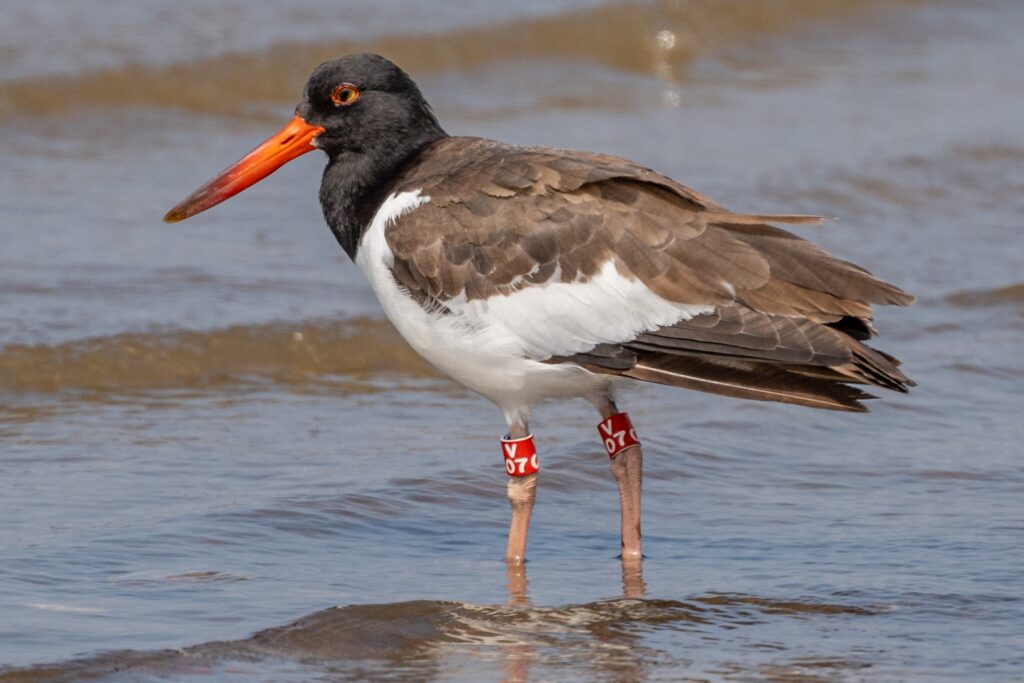 A banded American oystercatcher.