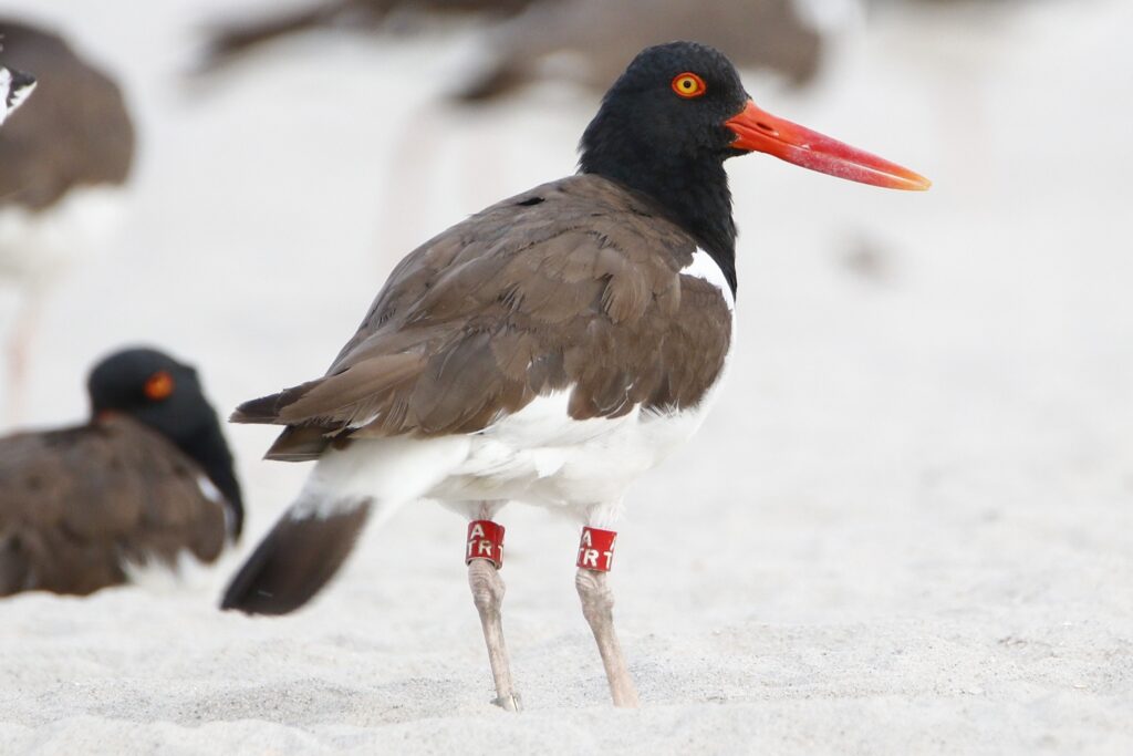 A banded American oystercatcher.