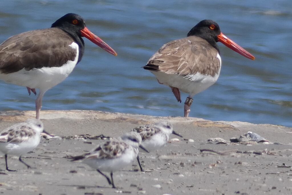 A banded American oystercatcher.
