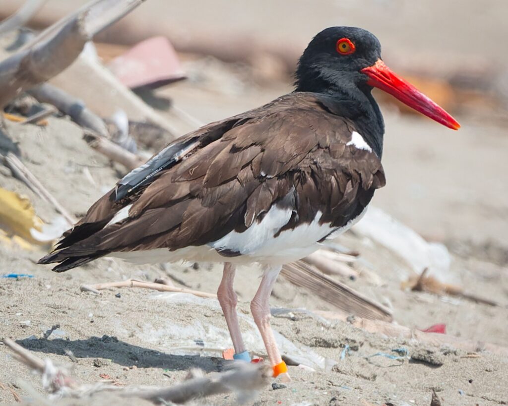 A banded American oystercatcher.