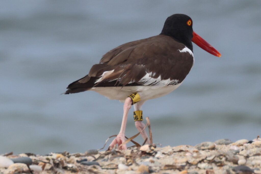 A banded American oystercatcher.