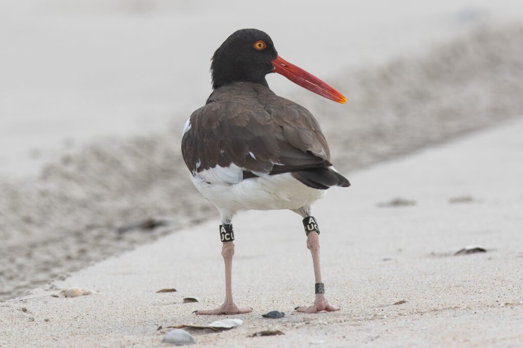 A banded American oystercatcher.