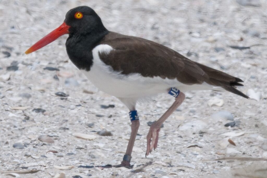 A banded American oystercatcher.