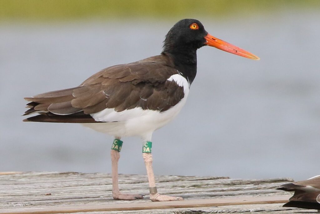 Banded American Oystercatcher.