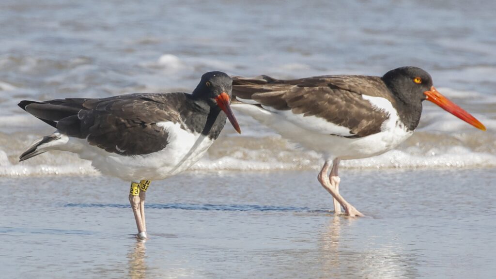 A banded American oystercatcher.