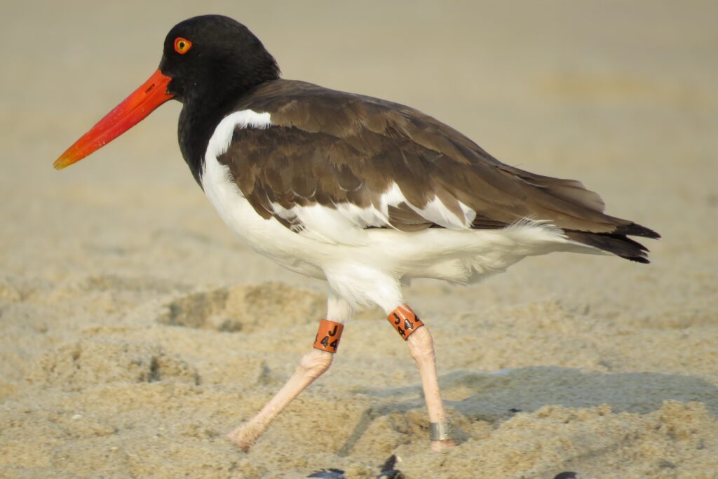 A banded American oystercatcher.