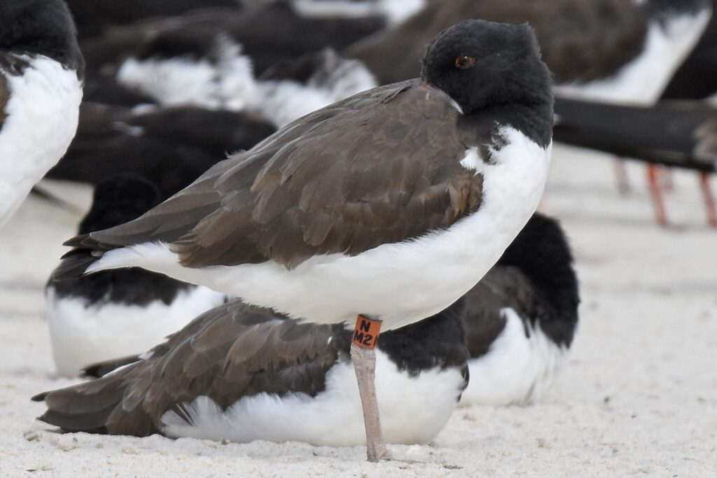A banded American oystercatcher.