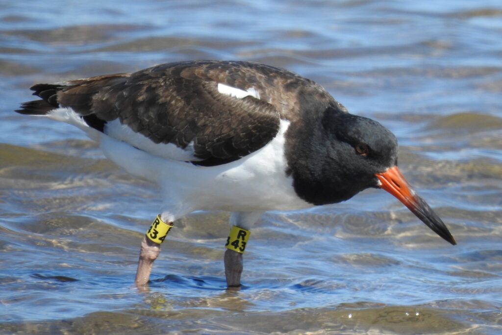A banded American oystercatcher.