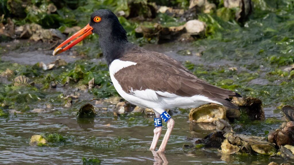 A banded American oystercatcher.
